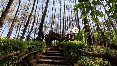 Jelajahi Indahnya Hutan Pinus Pengger Jogja Catat Lokasi Dan Harga Tiketnya Orami