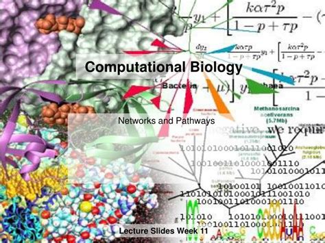 Professor of biology and biological engineering; PPT - Computational Biology PowerPoint Presentation, free ...