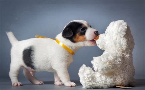 Animal Puppy Hd Wallpaper