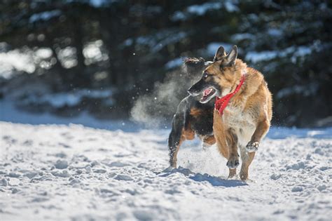 German Shepherd Dog Running In The Snow Being Chased By Another Dog