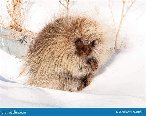 Cute Porcupine Sitting In The Snow Stock Image Image Of Wild