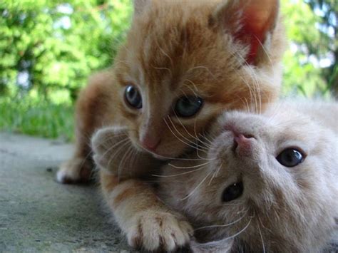 Hugging Kittens 25 Pics