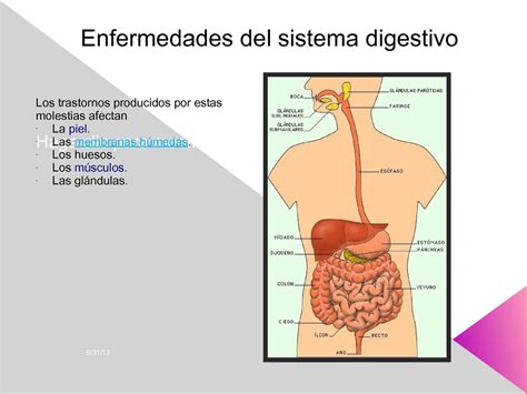 Calaméo Enfermedades Del Sistema Digestivo