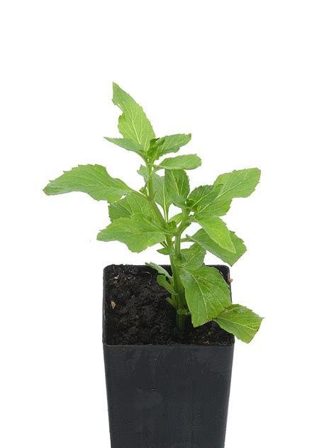Organic Basil Mint Mentha X Piperita Citrata Plant Herb Cottage