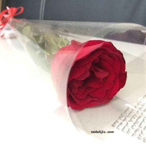 20 Download Gambar Setangkai Bunga Mawar Galeri Bunga Hd