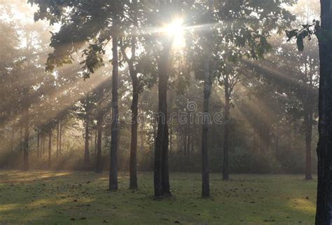 Sunbeams Through Tree In The Morning Stock Image Image Of Beam Dark