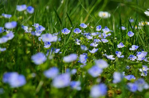 Free Images Flower Baby Blue Eyes Flowering Plant Crop Flax