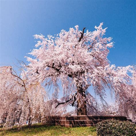 Munculnya bunga sakura yang pertama disebut dengan istilah kaika, dan biasanya dari situ bisa digunakan sebagai indikasi prediksi kapan sakura akan mekar sepenuhnya. Bunga Sakura di Jepang Diperkirakan Mekar Lebih Awal ...