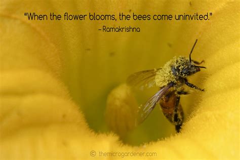You'll be happy to know that bees, as a species, haven't had one day off in 27 million years. Famous Quotes About Bees. QuotesGram