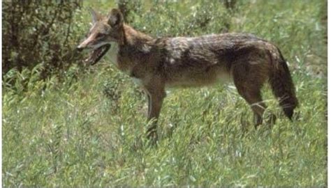 Comal Co Officials Warn About Anvil Dropping Coyotes