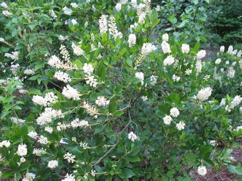 Best Native Trees And Shrubs In Northern Virginia Peters Landscape