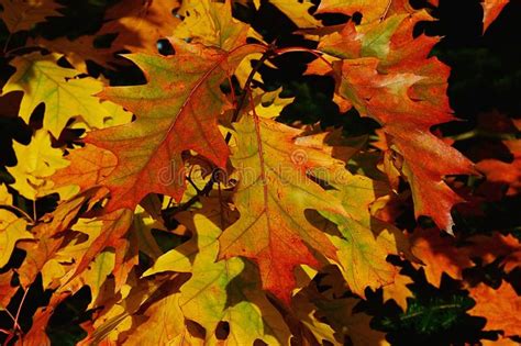 Autumn Leaves Of Northern Red Oak Tree Also Called Champion Oak Latin