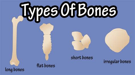 Human Bone Anatomy Picture The Four Types Of Bone