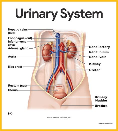 Urinary System Diagram Quizlet