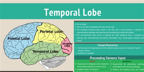 Temporal Lobe Infogram