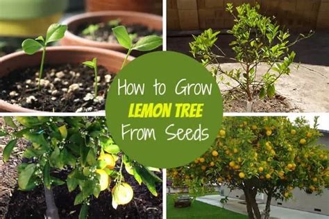 How To Grow Lemon Tree From Seeds Gardenoid