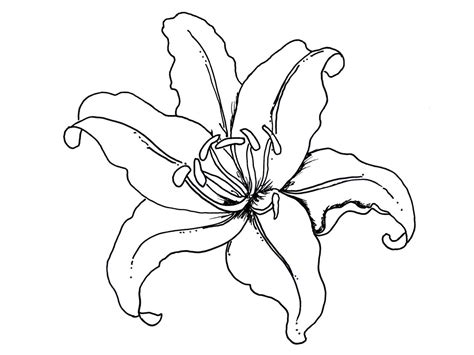 Dibujos de flores hermosas para descargar imprimir y pintar. Dibujos de flores para colorear