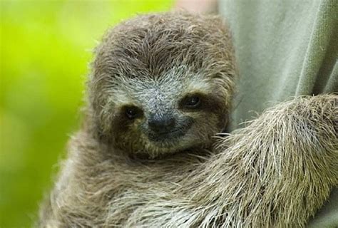 Where Do Sloths Live Change Comin