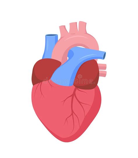 Vector Menselijk Hart Anatomie Onderwijsillustratie Vector Illustratie