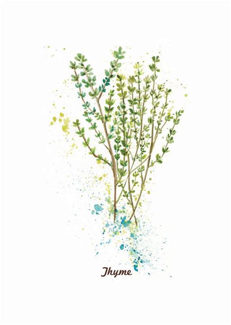 Thyme To Protect And Cleanse Thyme Helps To Attract Prosperity In