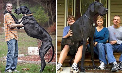 Los 10 Perros Más Grandes Del Mundo Wow Mascota