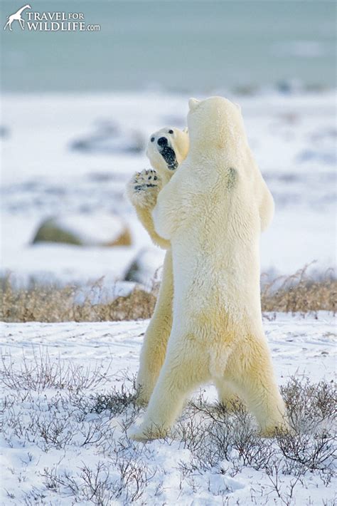 King Of The North Our Best Polar Bear Photos Travel For Wildlife