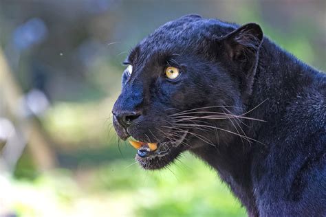 Black Panther And The Worlds Deadliest Cat Exploratory Tour Wild