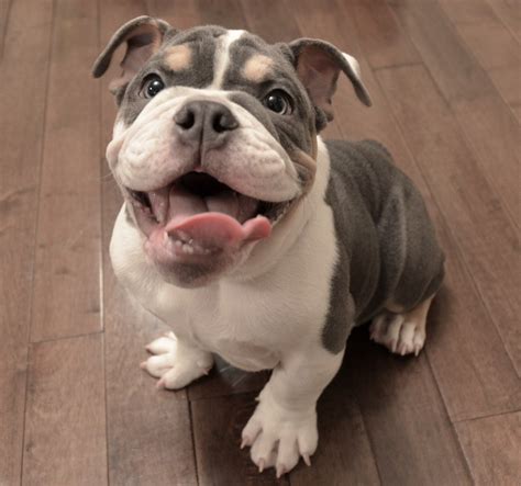 Dependable and predictable, the bulldog is a wonderful family pet and loving to most children. Stuff4Petz - Tips on Caring For an English Bulldog Puppy