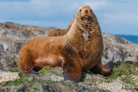 How Big Are Sea Lions Compared To Humans