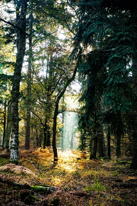 Read more about the unsplash license. Trees in the forest photo - Free Forest Image on Unsplash