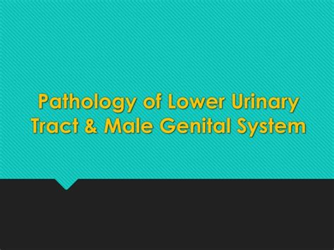 Pathology Of Lower Urinary Tract And Male Genital System Ppt