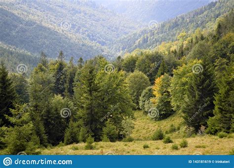 The Dense Mountain Forest With Views Of The Gorge Trees And Fog Stock