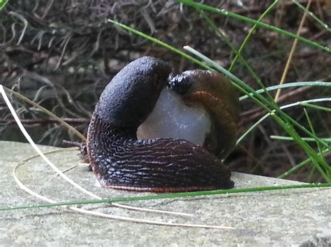 I Caught Some Slugs Mating Or Eating Each Other Probably Mating