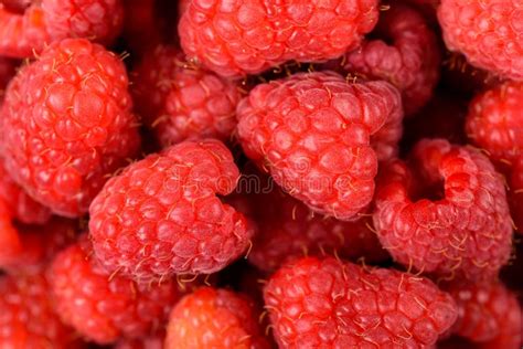 Fresh Red Raspberry Fruits Background Stock Photo Image Of Sweet