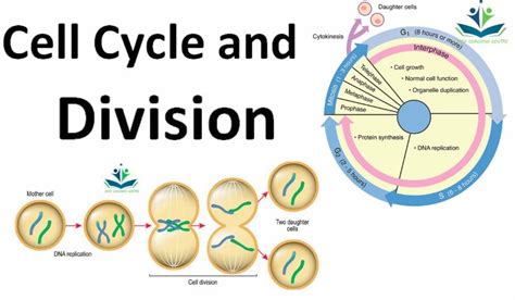 Cell Cycle And Cell Division Class 11