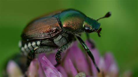 Habits And Traits Of Japanese Beetles Popillia Japonica