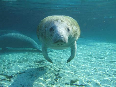Rejoice For Manatees Are No Longer An Endangered Species Metro News