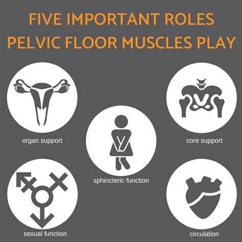 5 Functions Of The Pelvic Floor Muscles