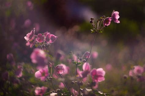 Dreamy Flowers Explored Helios 44m 2 58 F28 Flickr