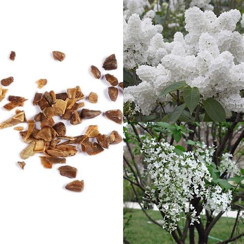 Perennial Purple Lilac Seeds Flower Seeds Lilac Tree Seeds Outdoor Wt88 02 Home And Garden