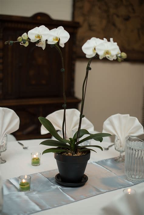Wedding Centerpieces Clay Pots Spray Painted Black Orchids Maybe With A Blue Ribb Orchid