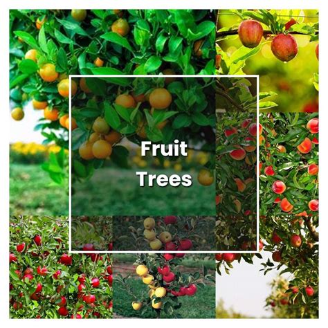 How To Grow Fruit Trees Plant Care And Tips Norwichgardener