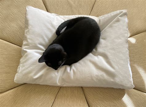 Fluffy Cat Bed Pillow Rectangular Catsessentials