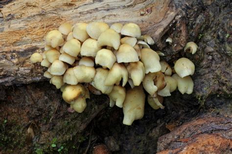 Hypholoma Subviride Guía De Macro Hongos Más Comunes De La Zona