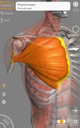 Musculos Del Miembro Superior Flashcards Quizlet