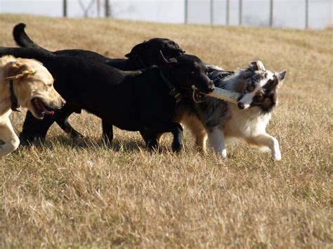 Maybe you would like to learn more about one of these? Stonnie Dennis Cabin Creek Kennel | Stonnie Dennis Dog ...