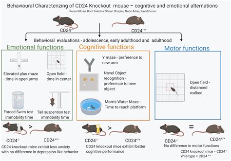Jpm Free Full Text Behavioral Characterizing Of Cd24 Knockout Mouse