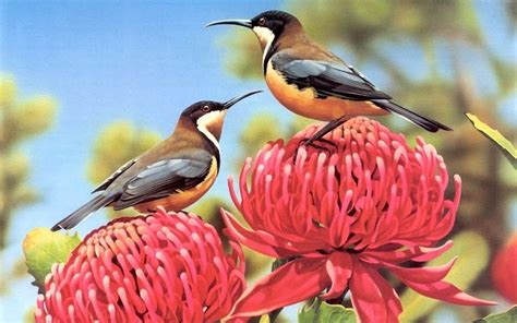 Beautiful Small Birds Wallpapers Entertainment Only