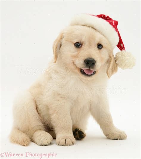 Dog Golden Retriever Pup Wearing A Santa Hat Photo Wp12797