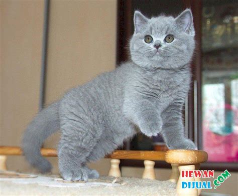 They're mellow and will tolerate other pets, and even though they may not seek out. Dijual Kucing British Shorthair Murah & Terpercaya ...